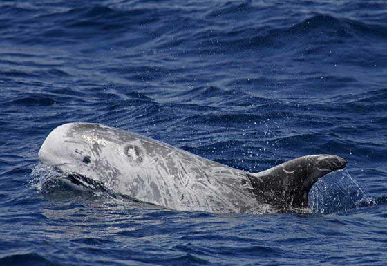 Risso's dolphin